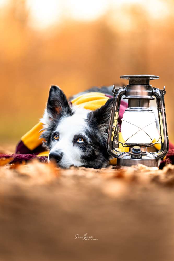 Hundetreffen-Hundefreunde Heilbronn für Training, Gassirunden, Wanderung, Austausch etc. gesucht-Profilbild