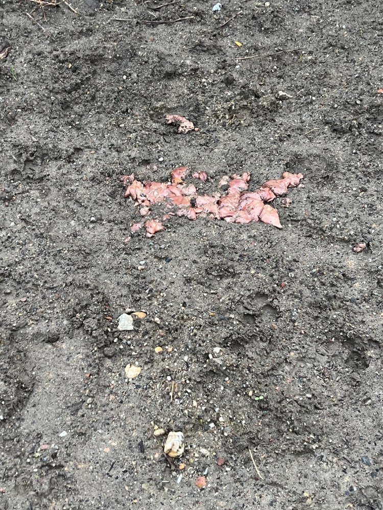 Giftköder-Eine Menge Innereien am   Wegesrand-Profilbild