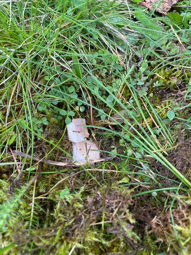 Giftköder-Ggf Giftköder (Speck oÄ)-Profilbild