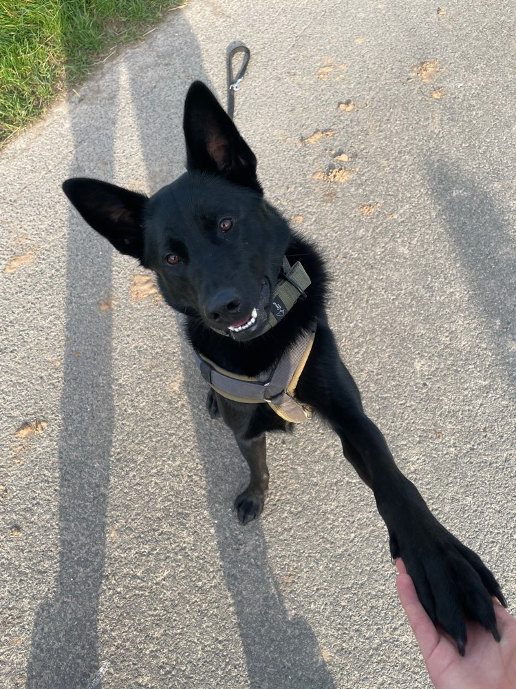 Hundetreffen-Gassi.- und Spieltreffen-Profilbild