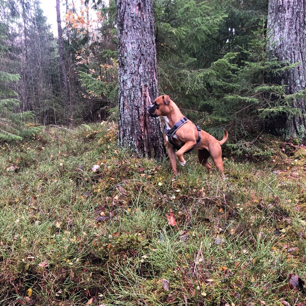 Hundetreffen-Gassirunden mit Spieleinlage-Profilbild