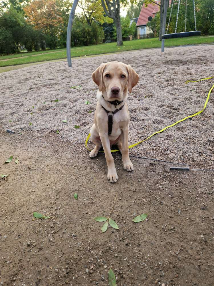 Hundetreffen-Spielkameraden gesucht-Profilbild