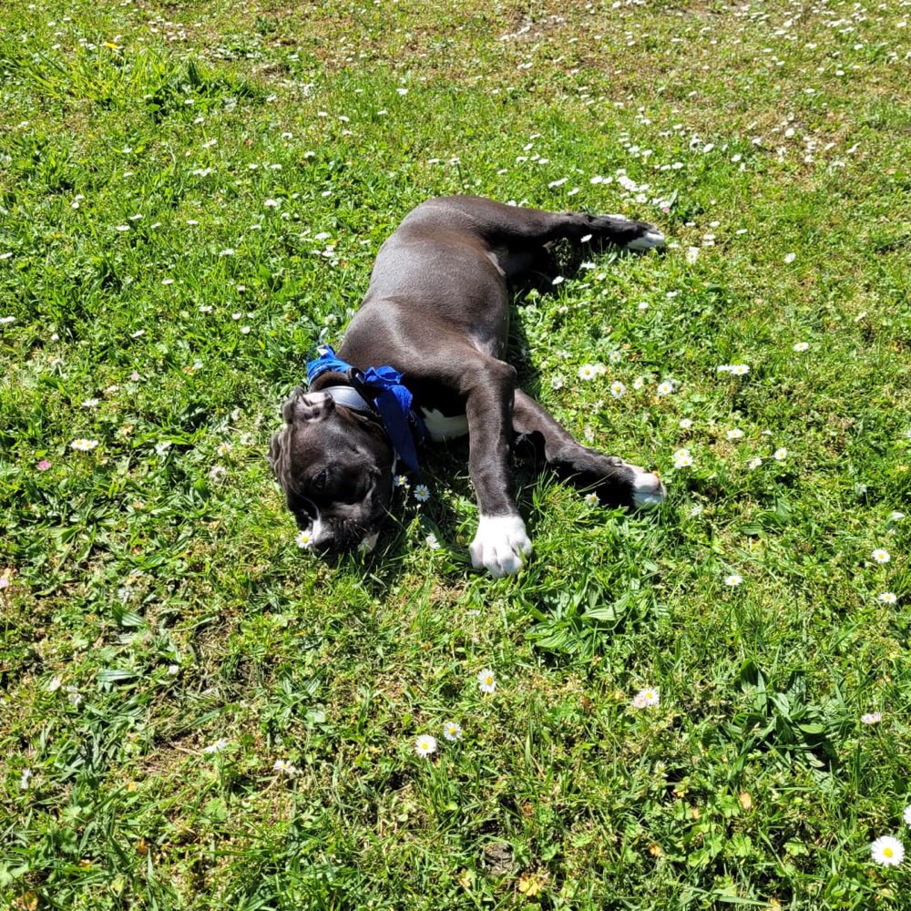 Hundetreffen-Welpen treffen in hohenschönhausen-Profilbild