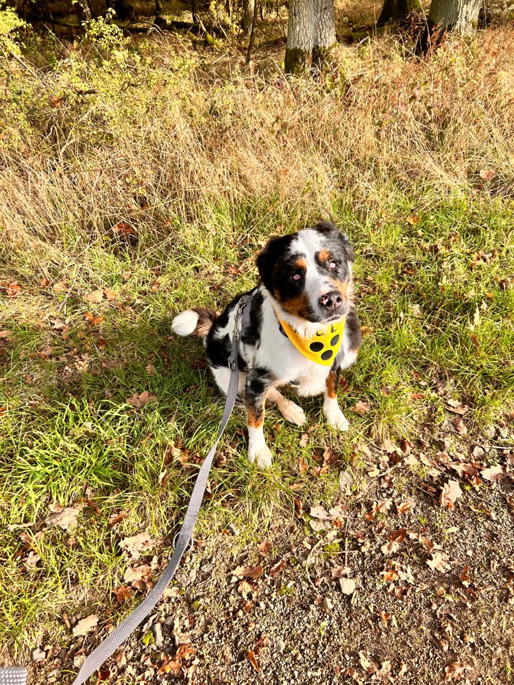 Hundetreffen-Gassirunde-Profilbild