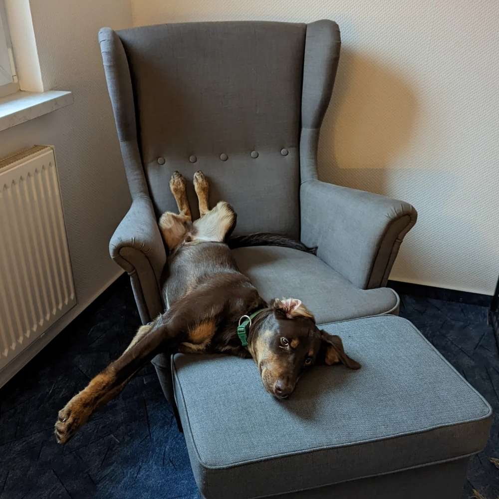 Hundetreffen-Trainings- und Spieltreffen-Profilbild