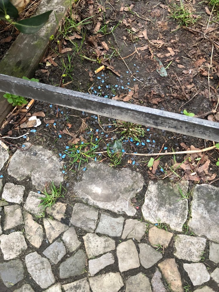 Giftköder-Blue pellets (rat poison?)-Profilbild