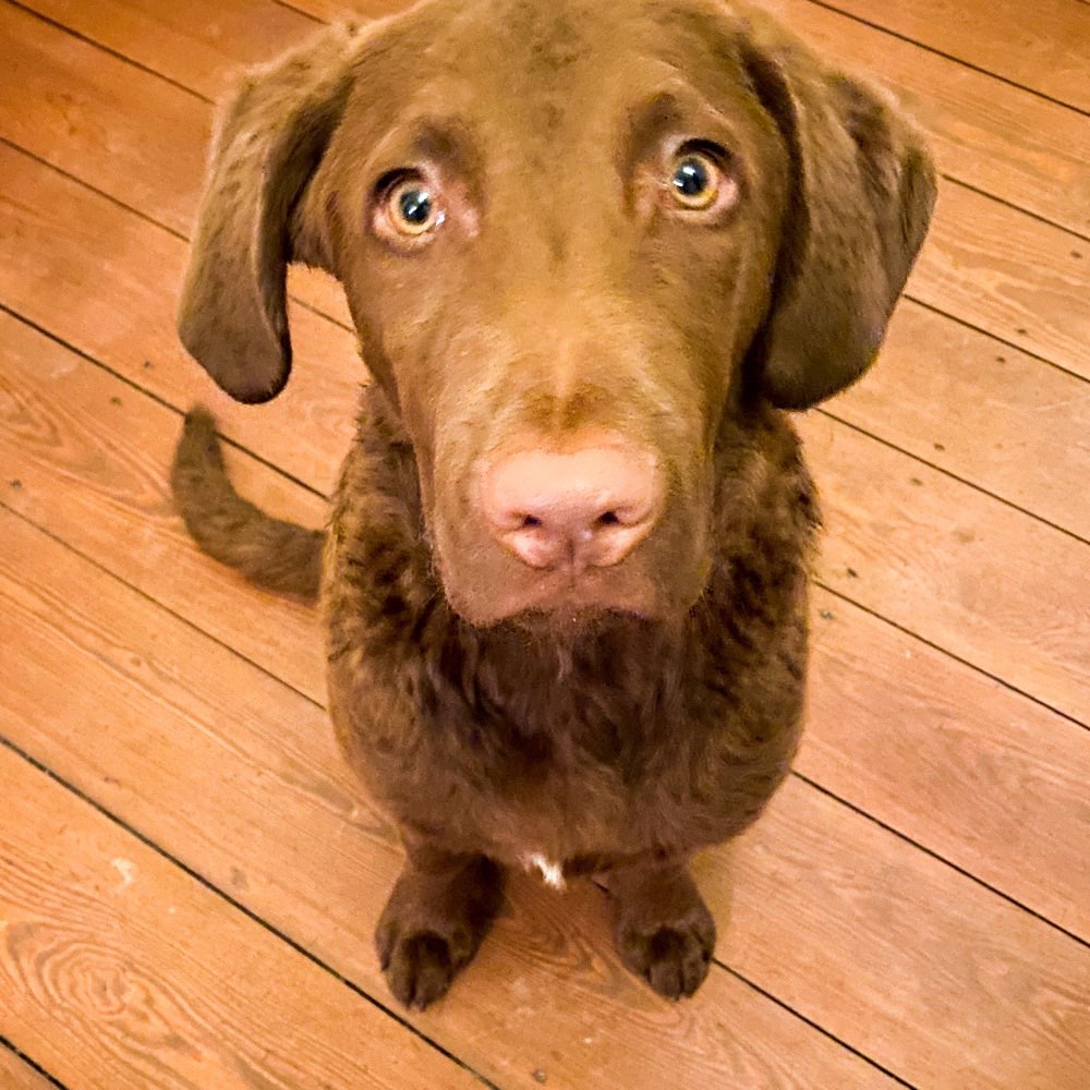 Hundetreffen-Junghunde Spiel- und Gassirunde-Profilbild