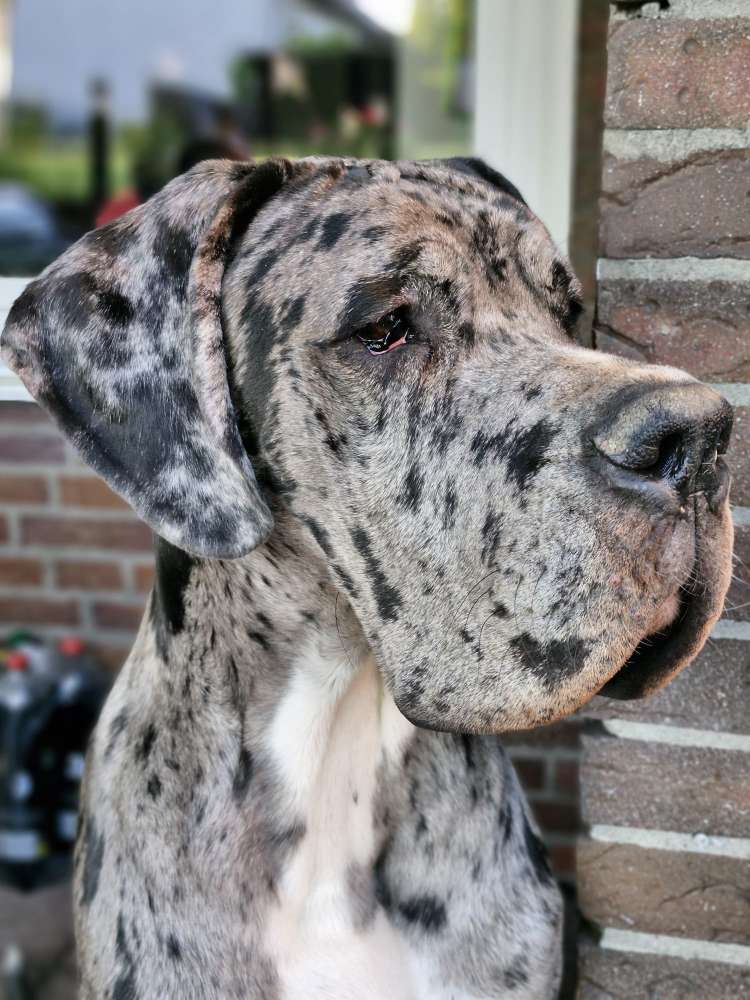 Hundetreffen-Training und Gassirunde-Profilbild