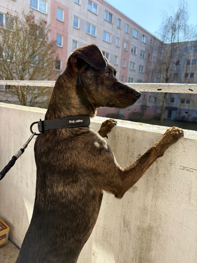 Hundetreffen-Gassi Treffen-Profilbild