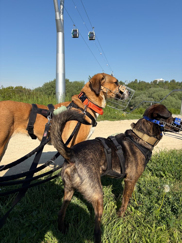 Hundetreffen-Gassi treffen-Profilbild