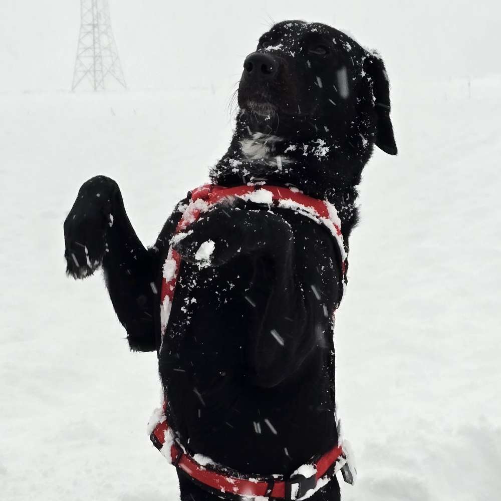 Hundetreffen-Gassi - , spazier - treffen 🐕-Profilbild