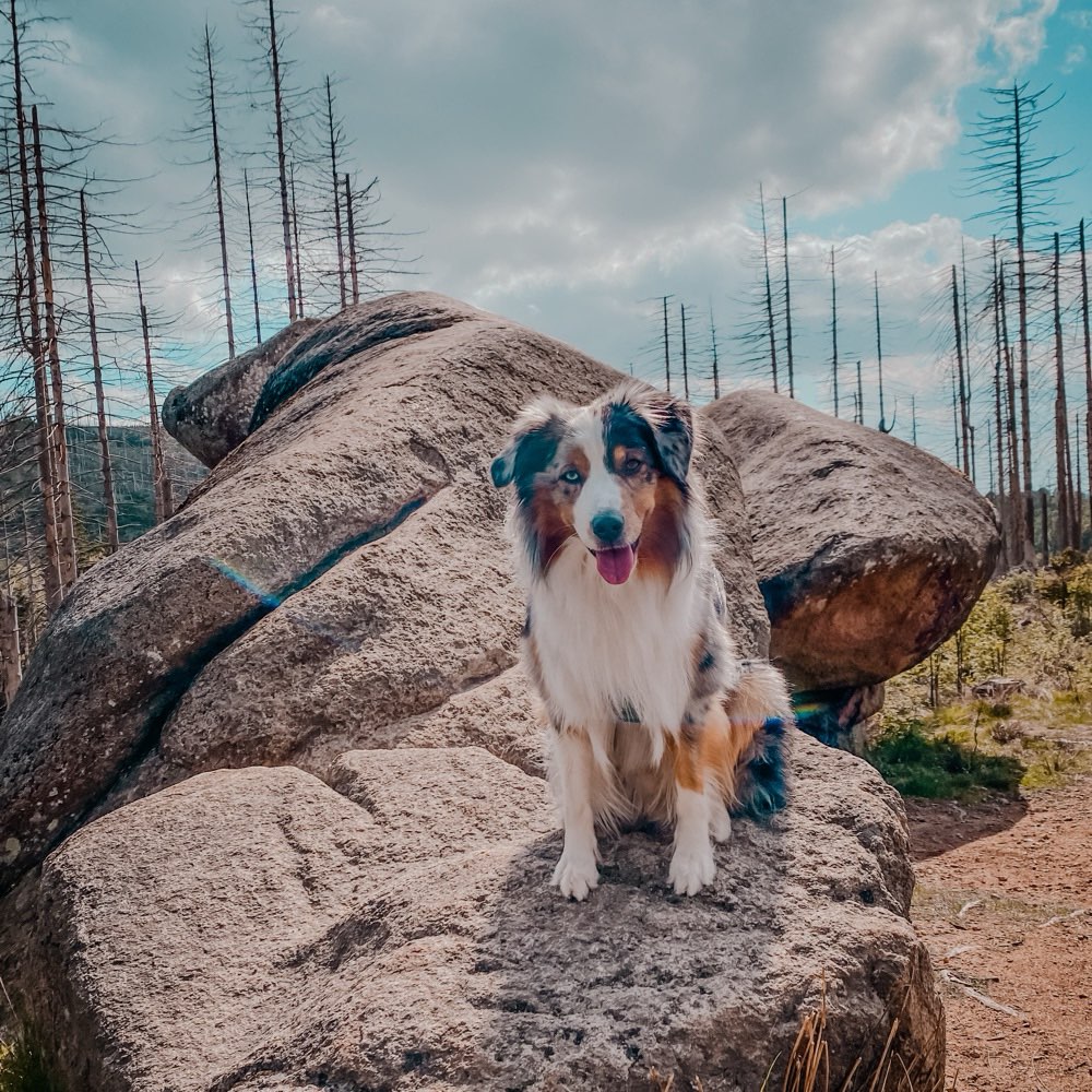 Hundetreffen-Social Walks und Spielbuddies-Profilbild