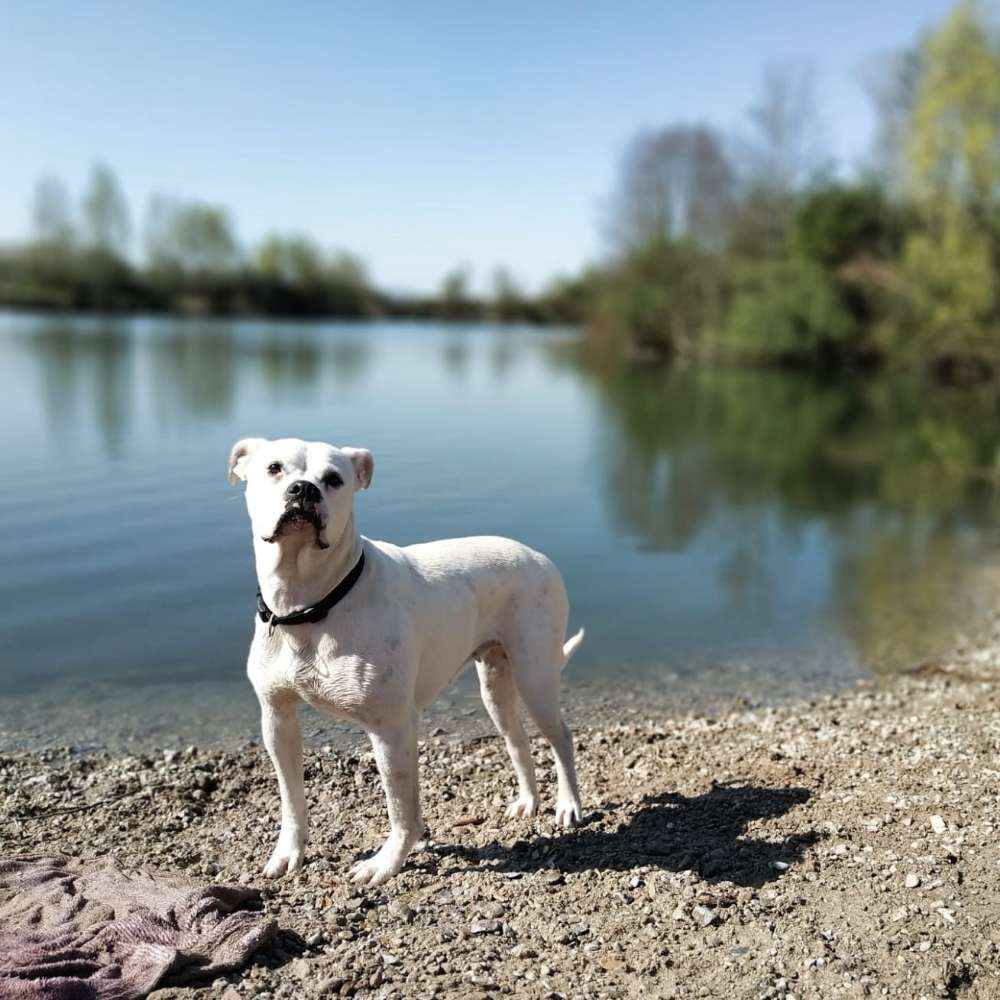 Hundetreffen-Toben und spielen unter "robusten" Rassen-Profilbild