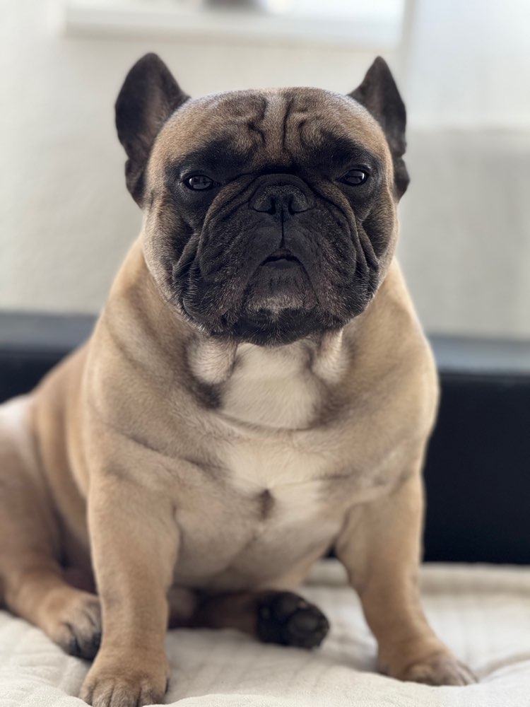 Hundetreffen-Gassirunde/ Hundekontakt 🐕🤍-Profilbild