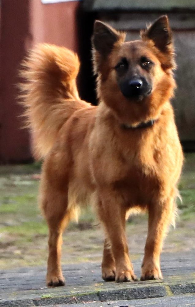 Suchmeldung-Susi-Profilbild