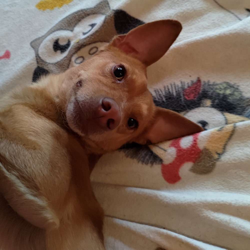 Hundetreffen-Positive Hundekontakte-Profilbild