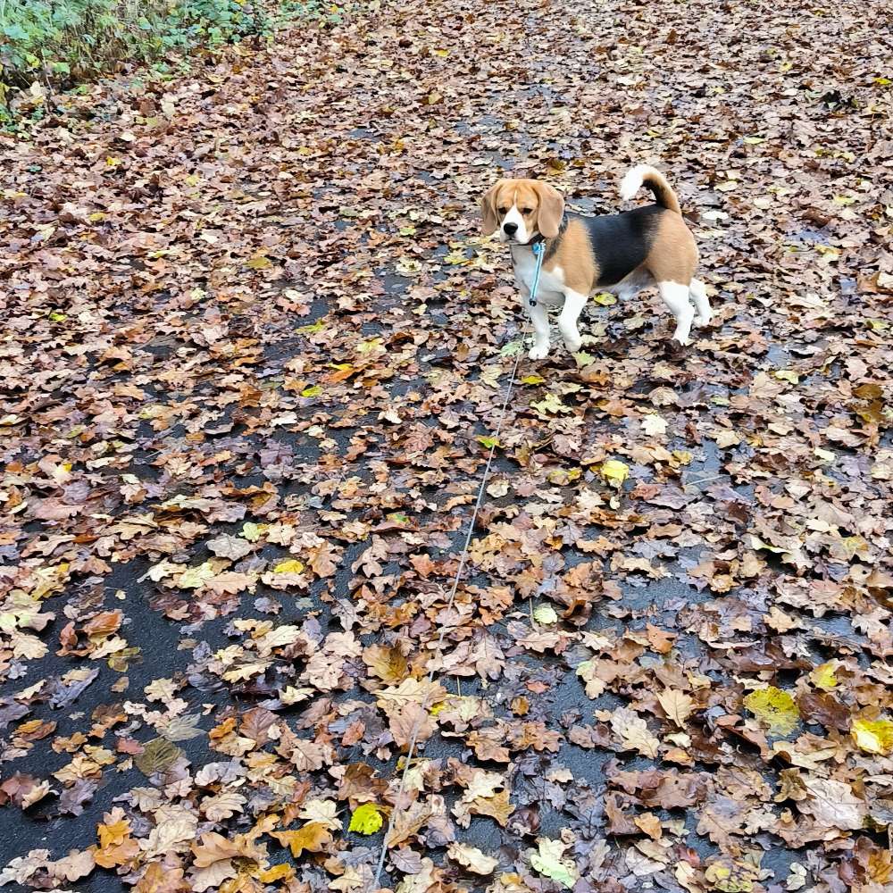 Hundetreffen-Gemeinsame Gassi runden in Pronsfeld-Profilbild