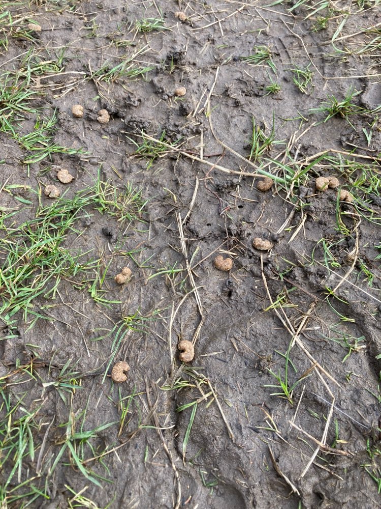 Giftköder-Unbekannte Leckerlis-Profilbild