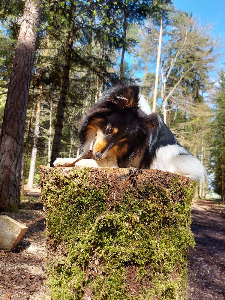 Hundetreffen-Ruhiges kennenlernen/Trainingsspaziergang, rund um Calw-Profilbild