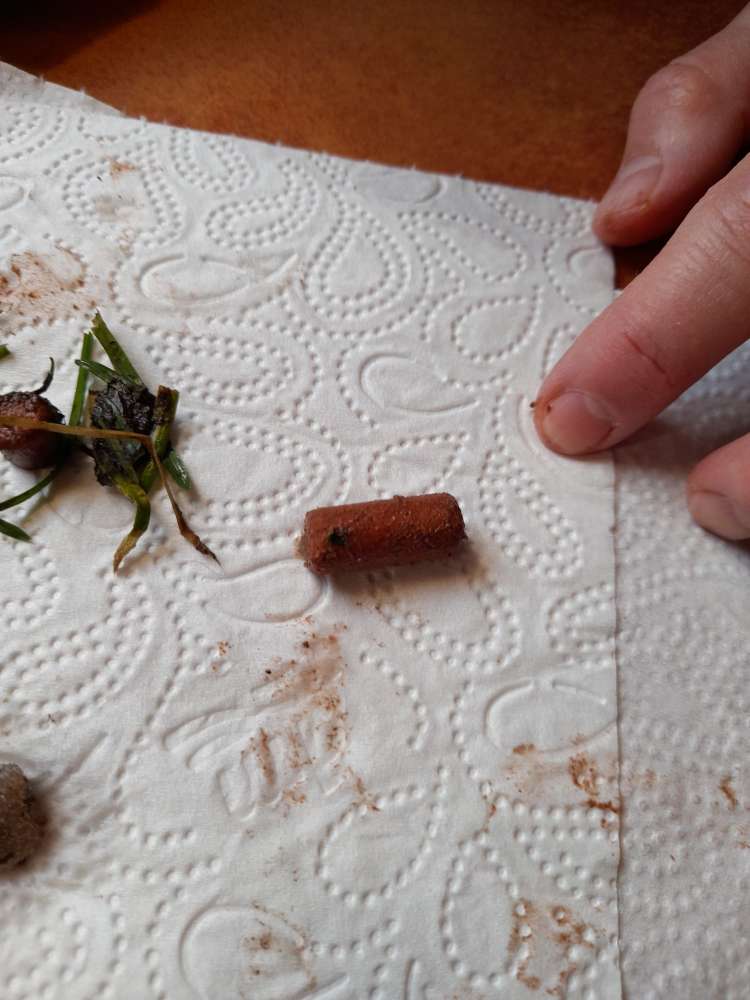 Giftköder-Giftköder-Profilbild