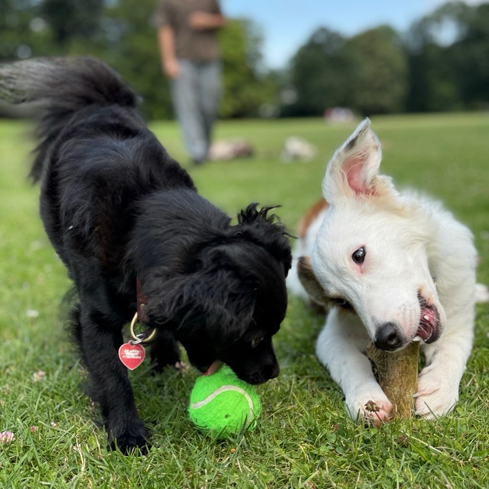 Hundetreffen-Minah & Abby auf der Suche nach Hundefreunden-Profilbild