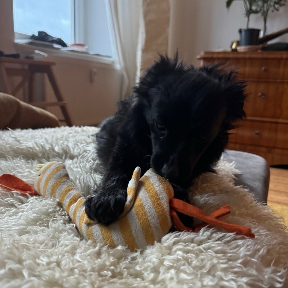 Hundetreffen-Junghund auf der Suche nach Hundefreunden-Profilbild