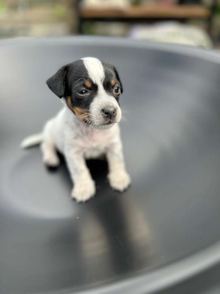 Hundetreffen-Welpentreffen in Sandow-Profilbild