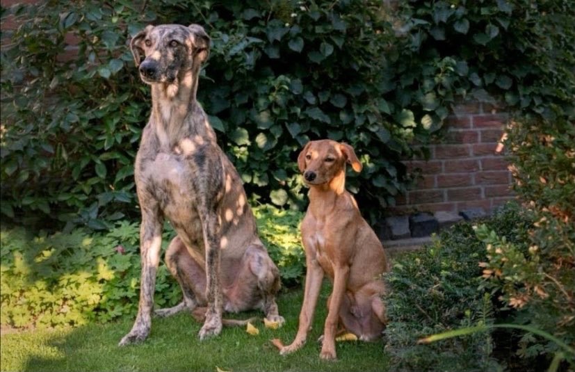 Hundetreffen-Rennsemmel gesucht-Profilbild