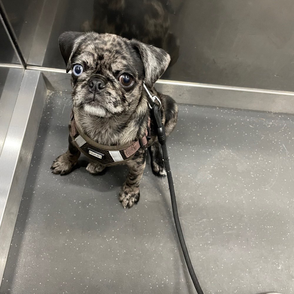 Hundetreffen-Welpen und Junghundtreff in Reinickendorf-Profilbild