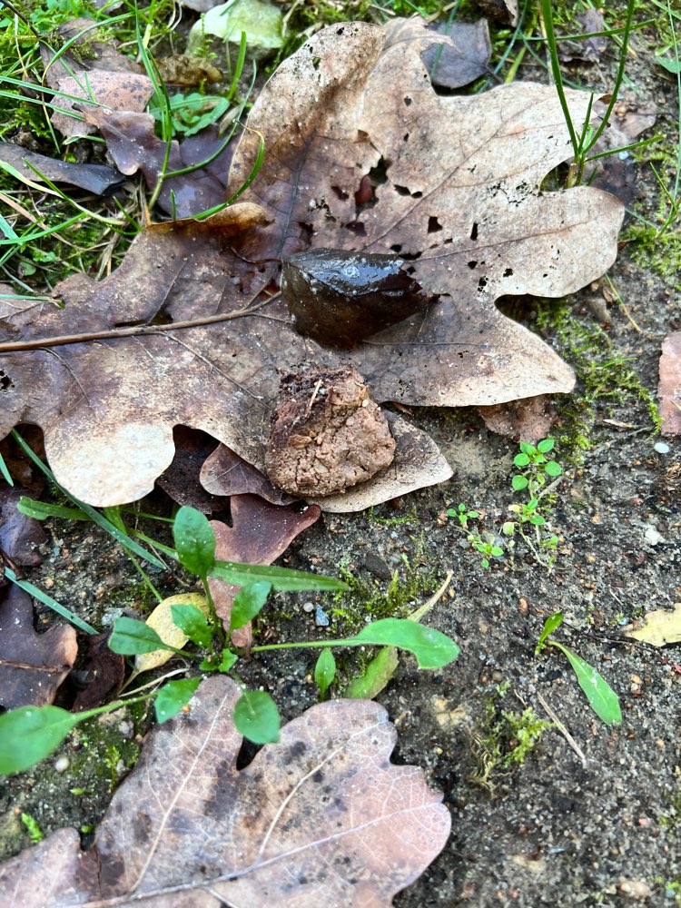 Giftköder-Fleisch mit weißem Pulver-Profilbild