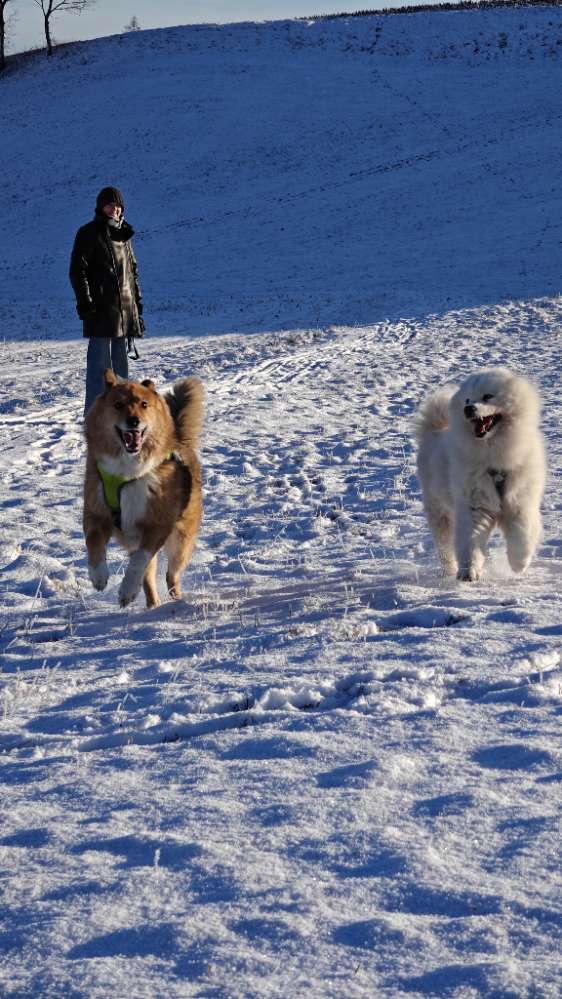 Hundetreffen-Gassi oder Spielrunde-Profilbild