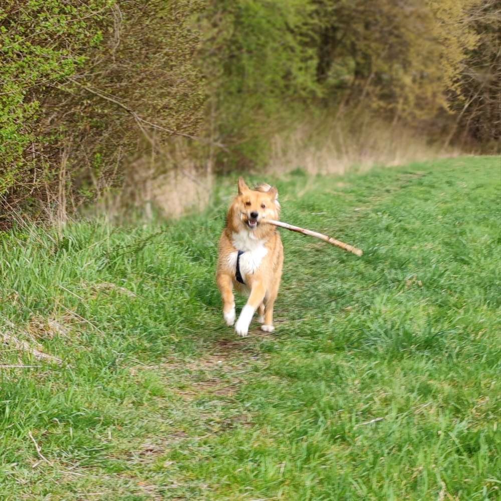 Hundetreffen-🐾 Social Walk - Friedberg - flexibel-Profilbild