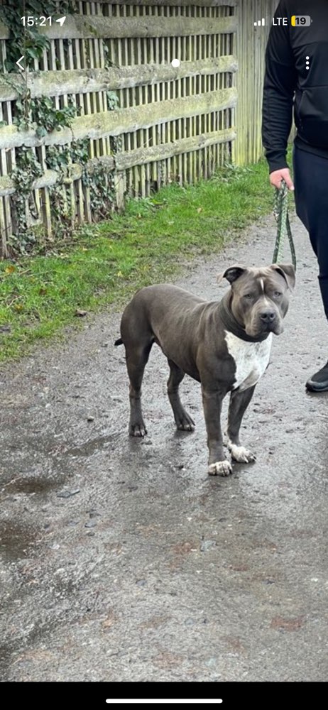 Hundetreffen-Gemeinsame Spaziergänge-Profilbild