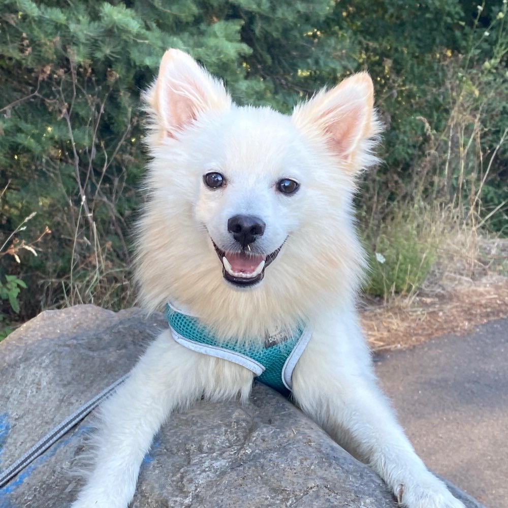 Hundetreffen-Hachiko sucht Freunde 🐶-Profilbild