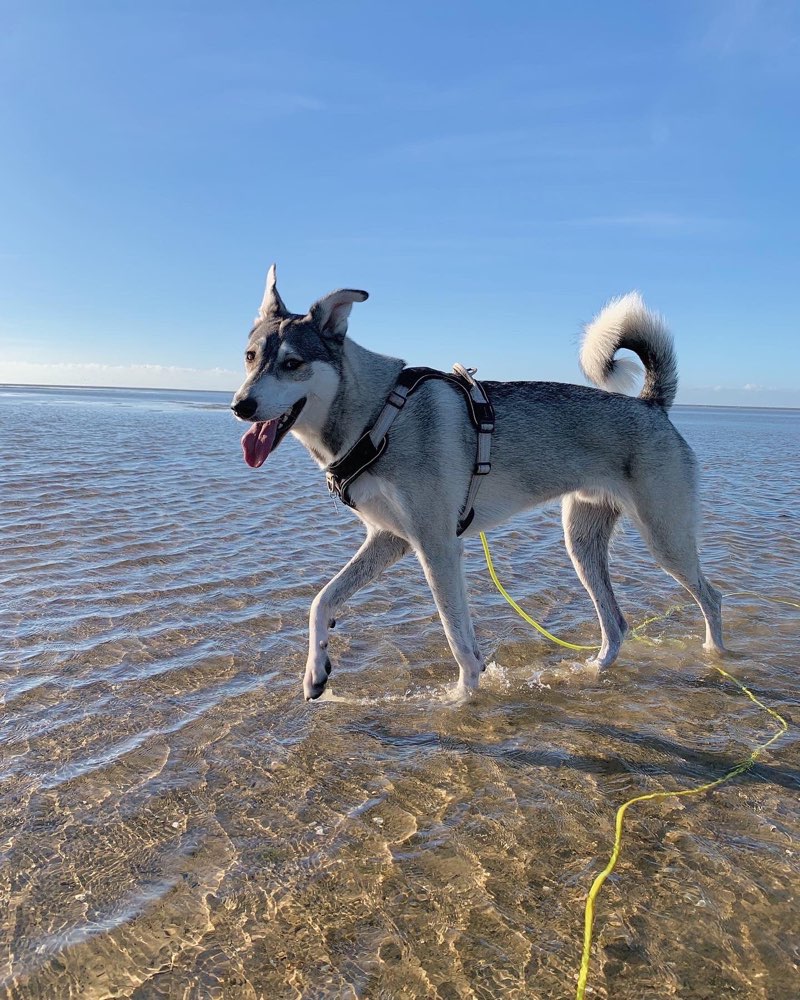 Hundetreffen-Wir suchen neue Hundefreunde-Profilbild