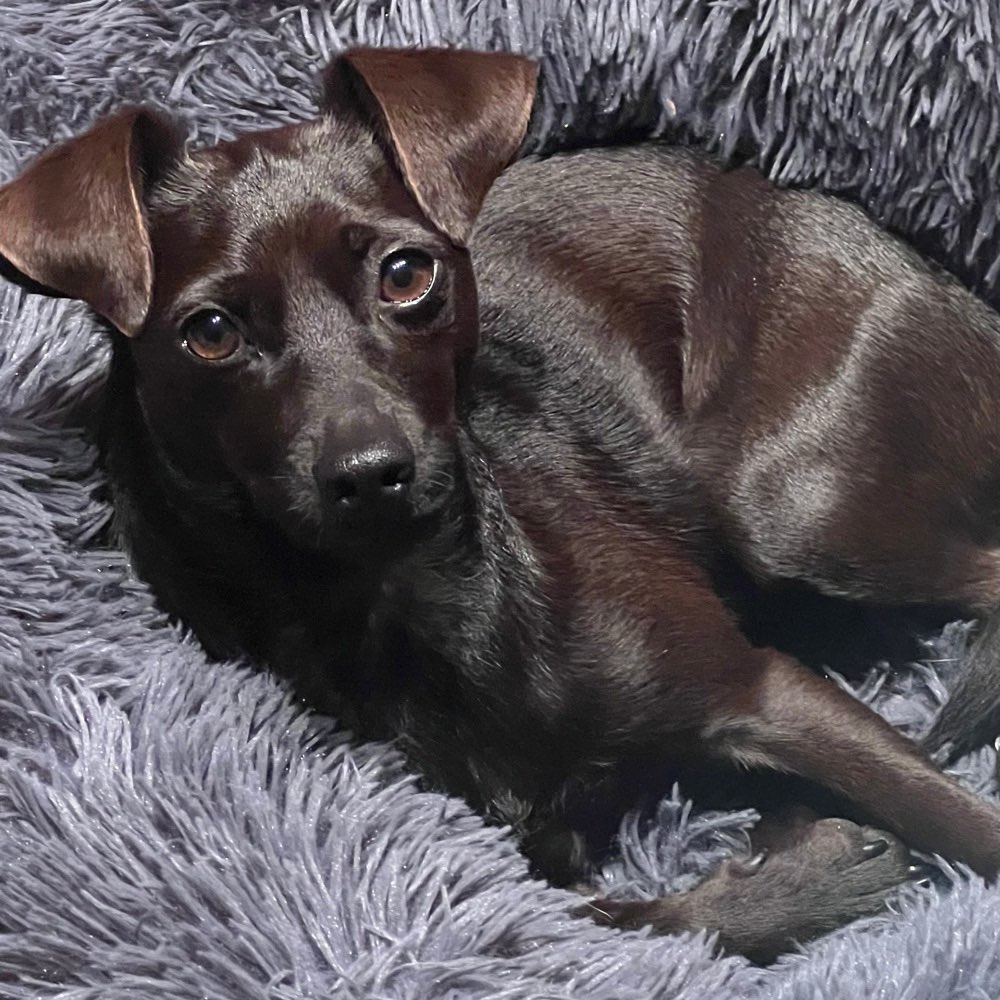 Hundetreffen-Stella sucht kleine Hunde zum Gassigehen, Spielen und Toben-Profilbild