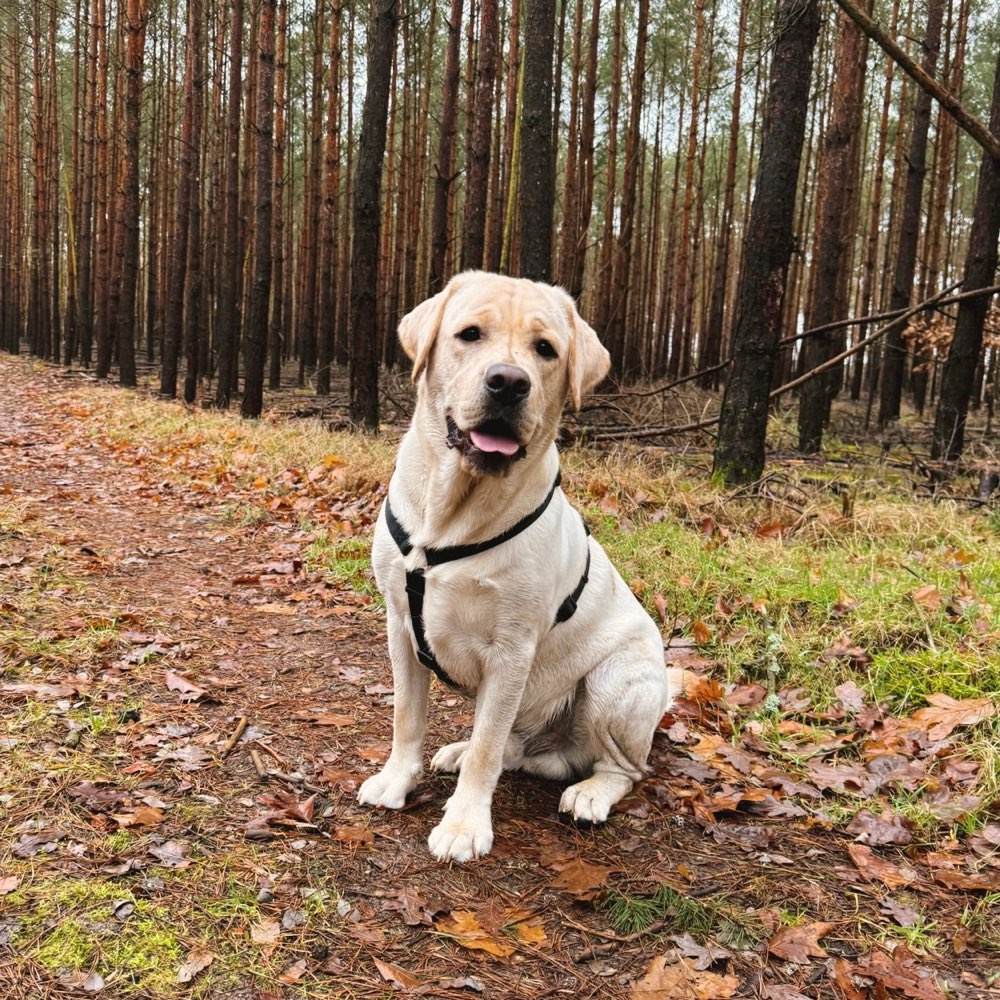 Hundetreffen-Kumpel zum Spielen gesucht-Profilbild