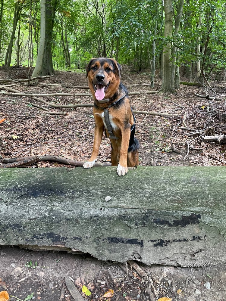 Hundetreffen-Spielrunde und Gassirunde-Profilbild
