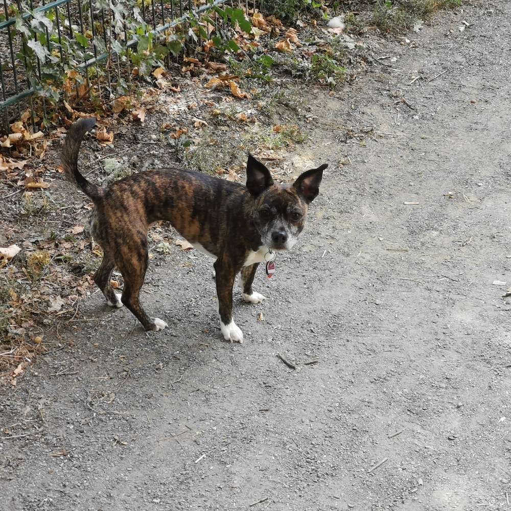 Hundetreffen-Spielrunde/Gassirunde/ hundetreffen-Profilbild