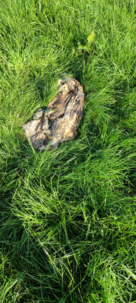 Giftköder-Reh/Fuchskadaver unterm Hasel!-Profilbild