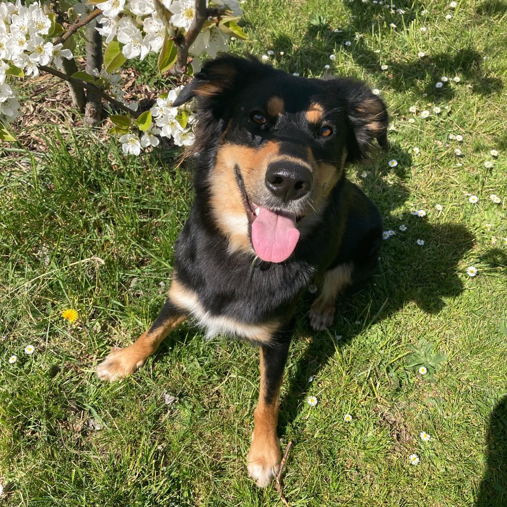 Hundetreffen-Spielfreund-Profilbild