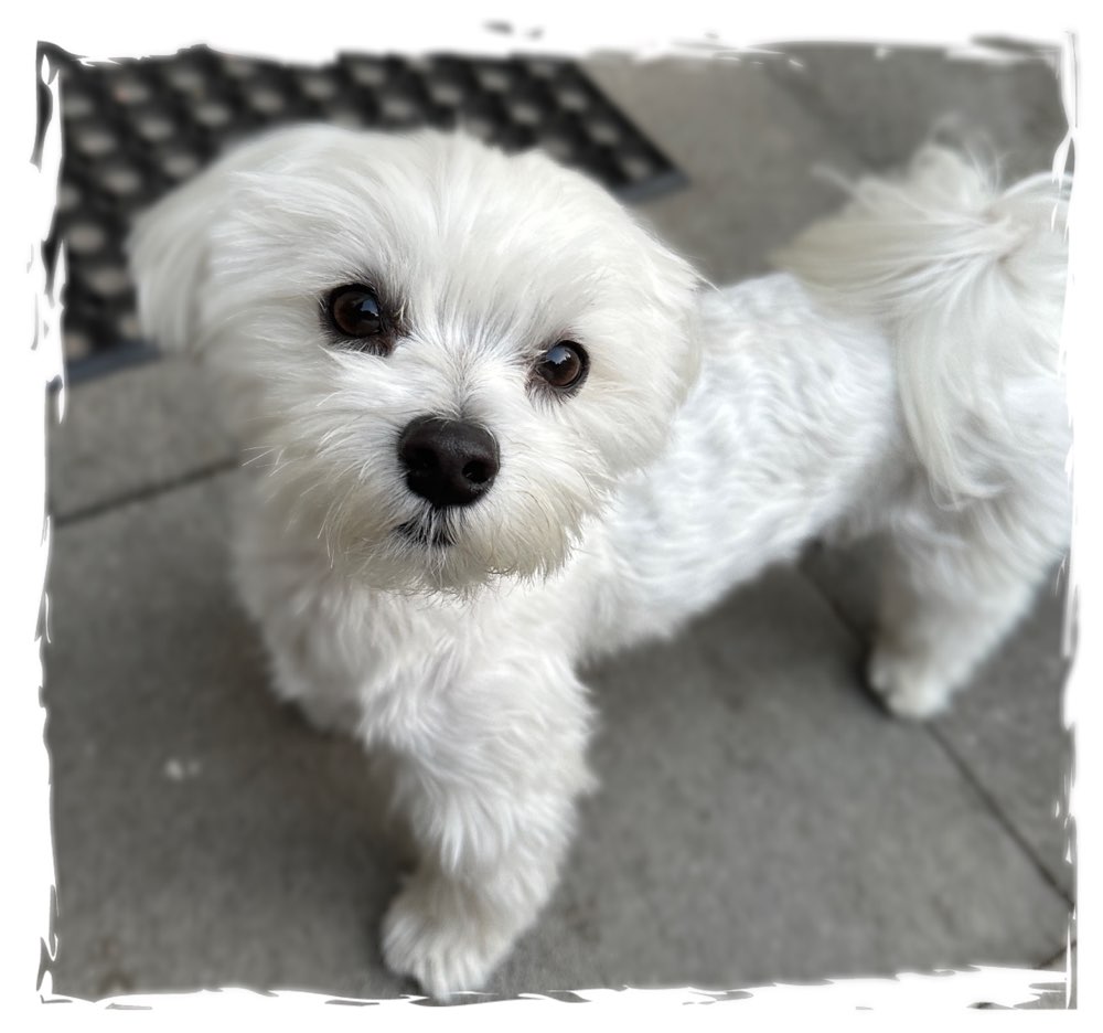 Hundetreffen-Ejkej sucht Freunde-Profilbild