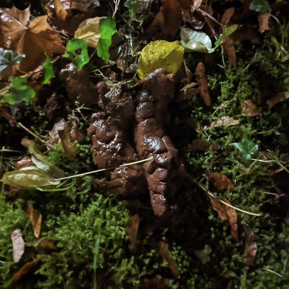 Giftköder-Vermutung Giftköder-Profilbild