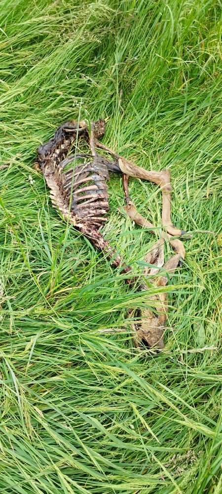 Giftköder-Rehkadaver auf der wiese-Profilbild