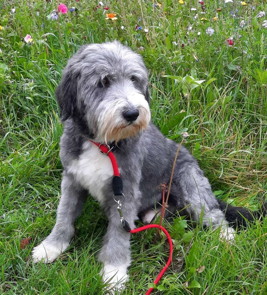 Hundetreffen-Gassitreffen rund um Herborn-Profilbild