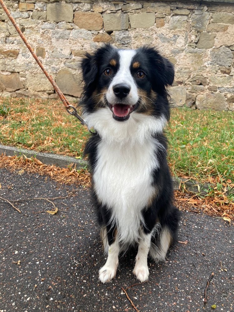 Hundetreffen-Play- & Trainingsdate 🐶-Profilbild