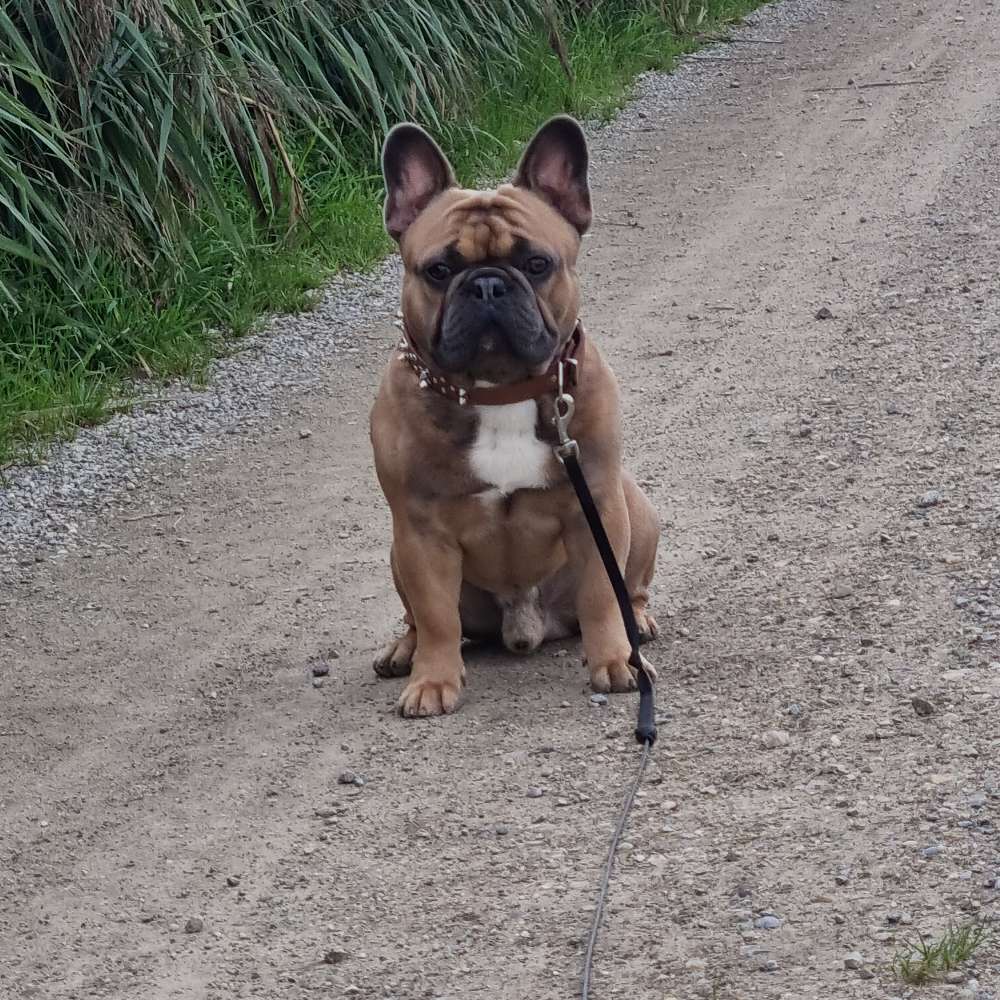 Hundetreffen-Spiel  & Gassirunde-Profilbild