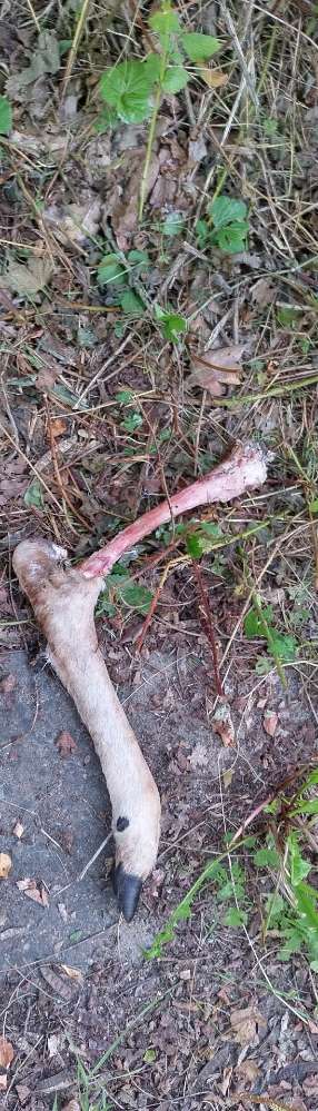 Giftköder-Rehbein-Profilbild