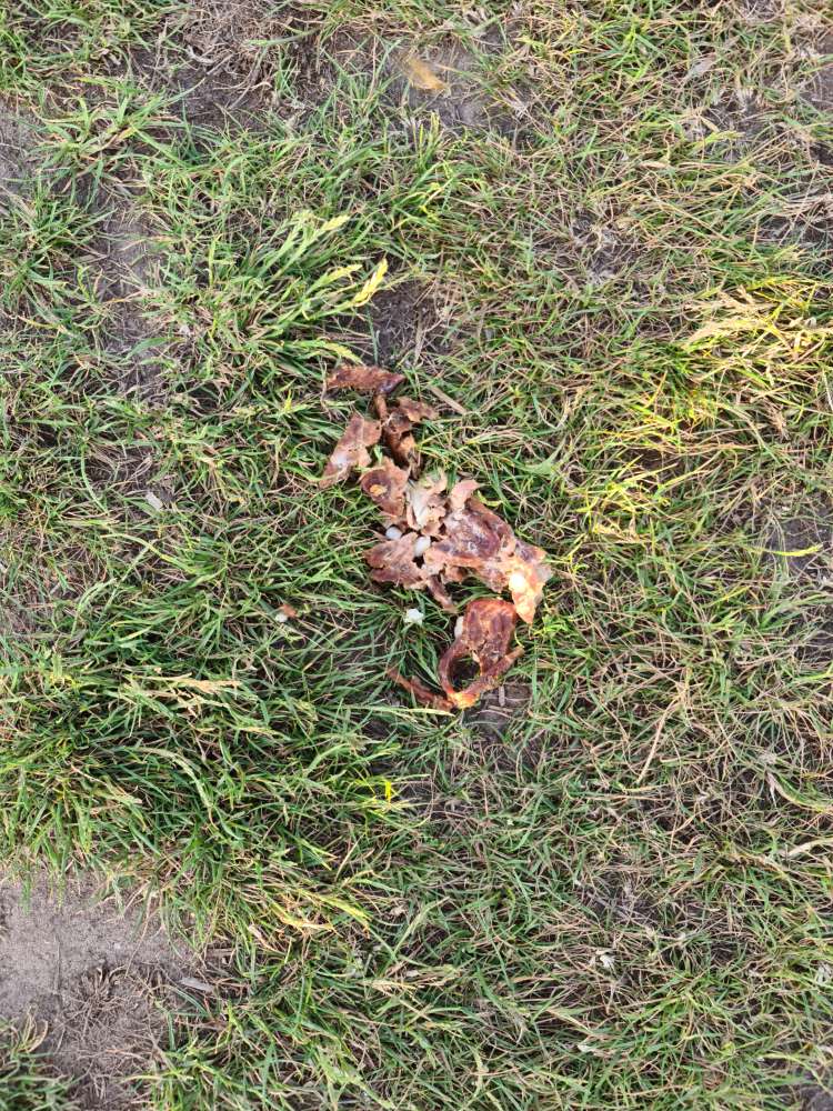 Giftköder-Giftköder-Profilbild