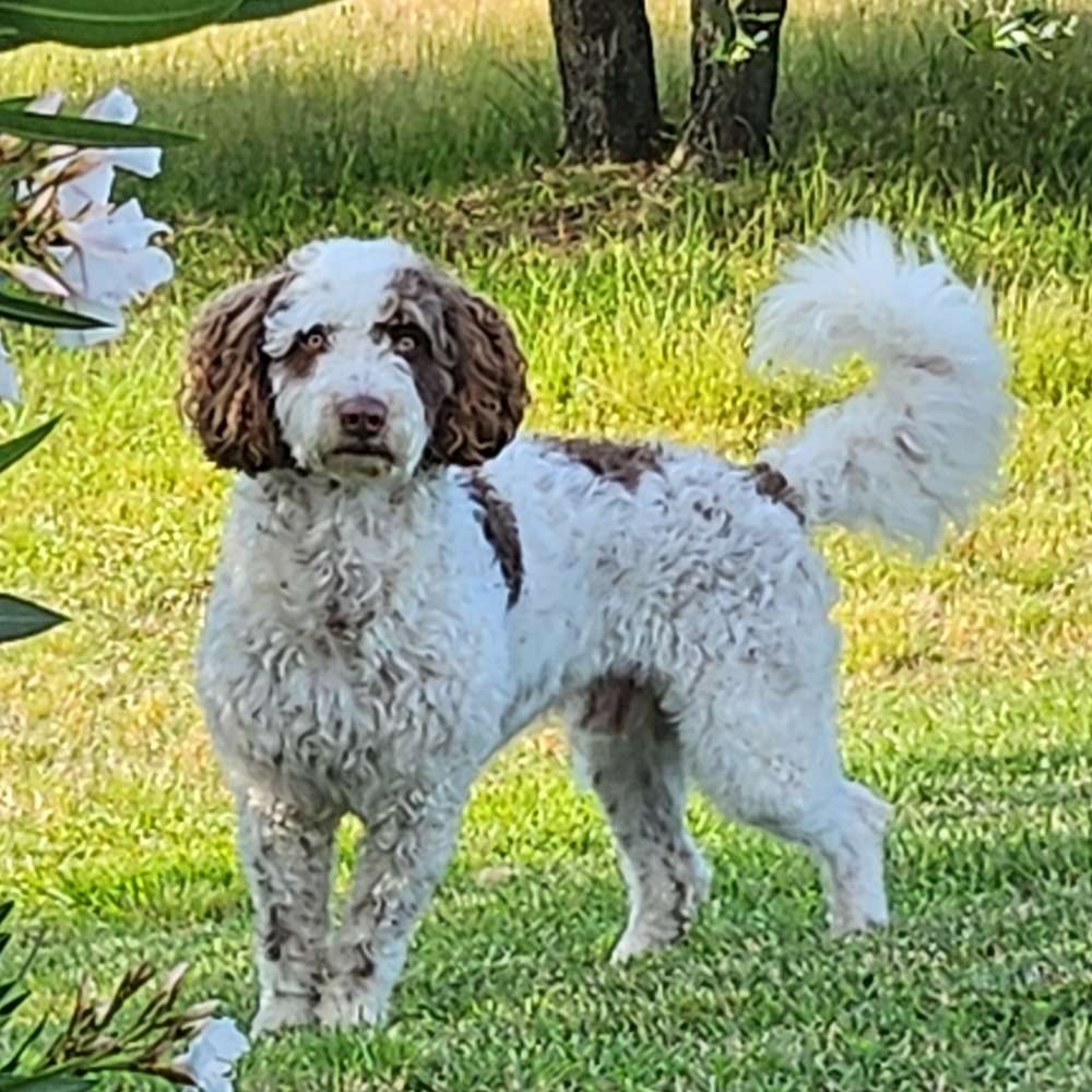 Hundetreffen-Spaziergang und toben-Profilbild